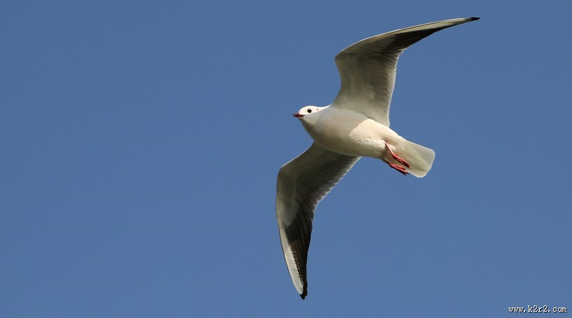 天空翱翔的海鸥图片大全