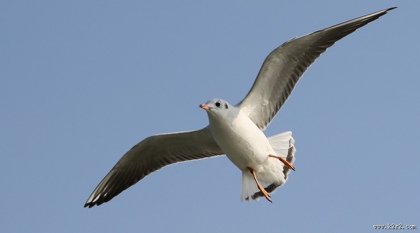 天空翱翔的海鸥图片大全