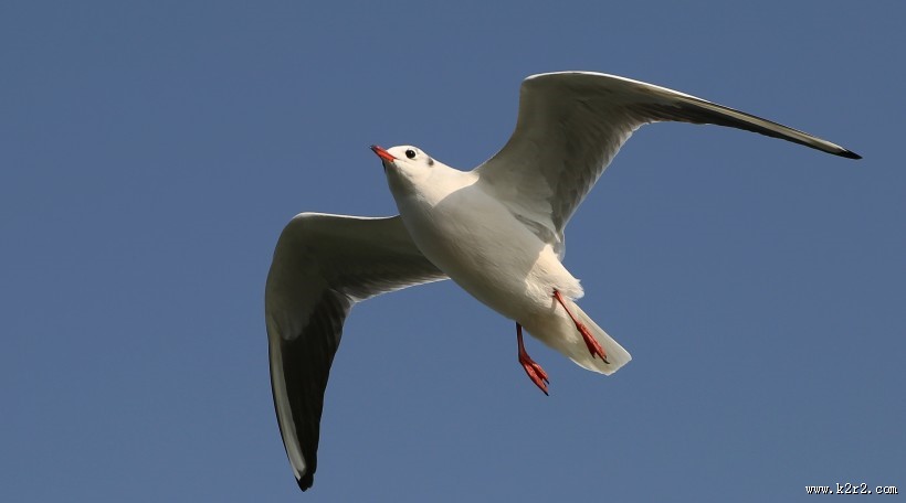 天空翱翔的海鸥图片大全