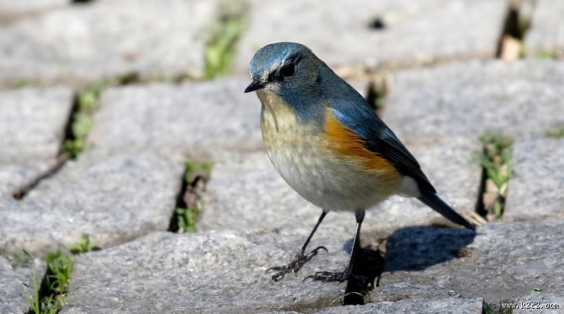 红胁蓝尾鸲图片大全