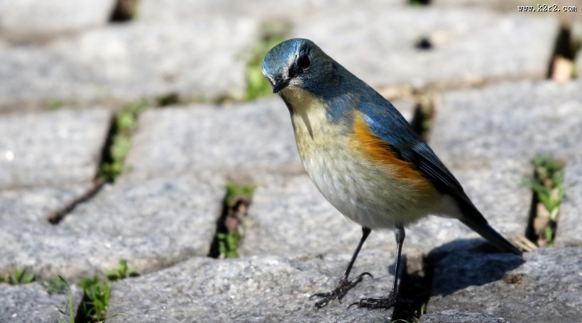红胁蓝尾鸲图片大全