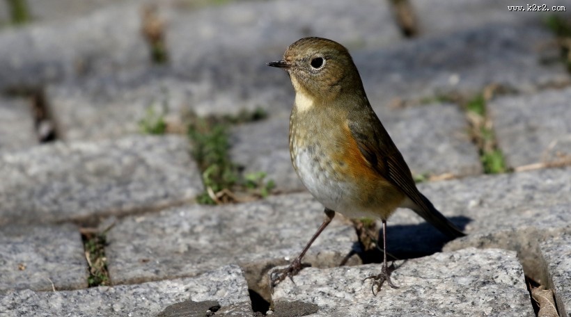 红胁蓝尾鸲图片大全