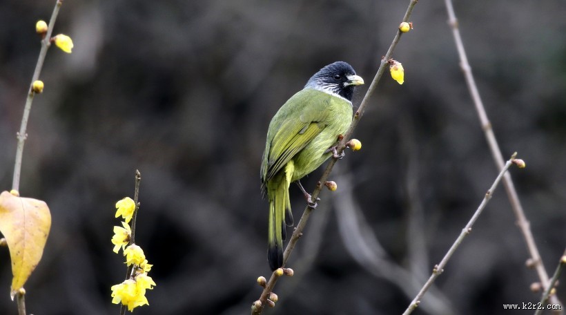 领雀嘴鹎图片大全