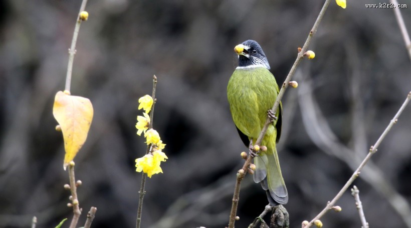 领雀嘴鹎图片大全