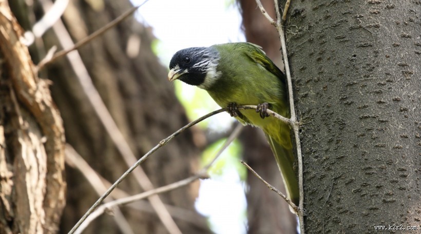 领雀嘴鹎图片大全