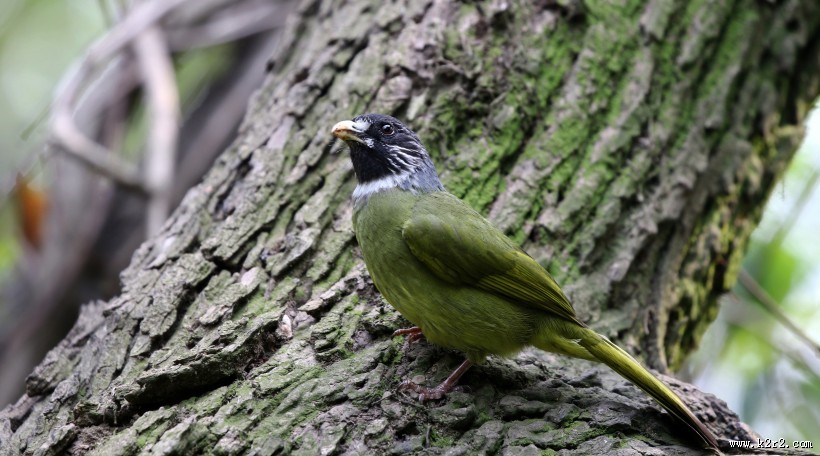 领雀嘴鹎图片大全