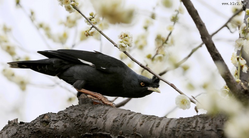 八哥鸟图片大全