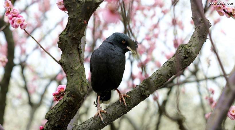 八哥鸟图片大全