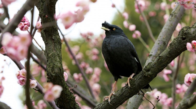 八哥鸟图片大全