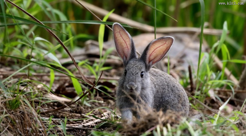 可爱的灰兔子图片大全