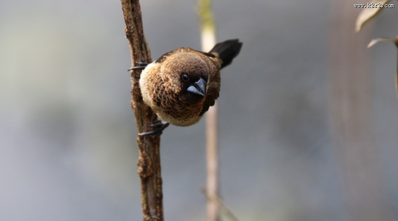 斑纹鸟图片大全