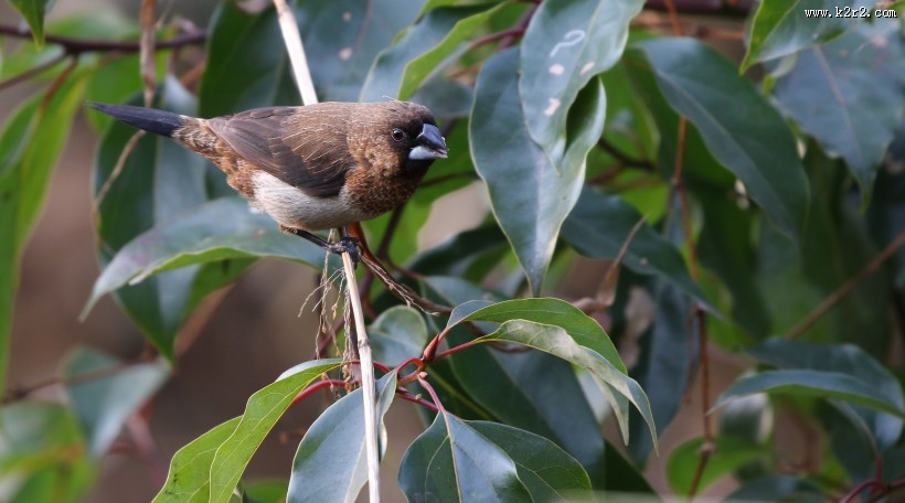 斑纹鸟图片大全