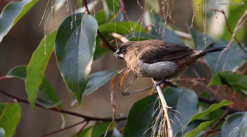 斑纹鸟图片大全