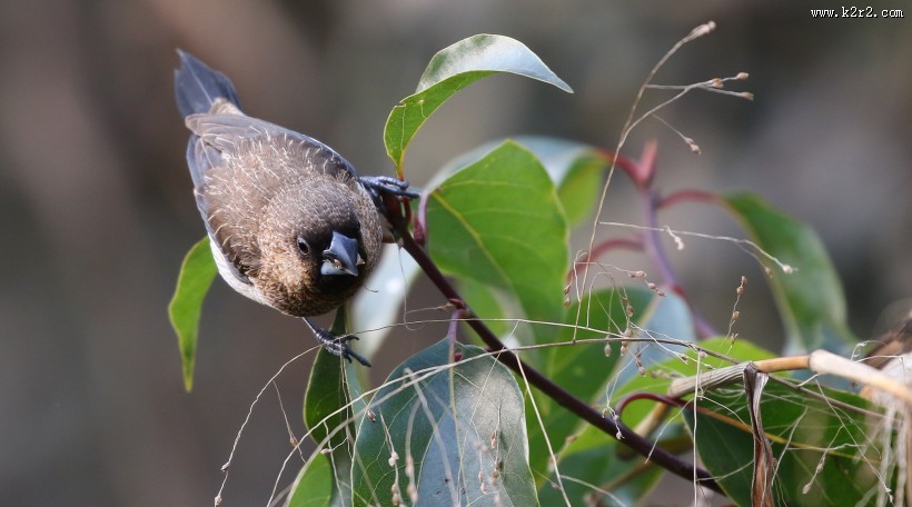 斑纹鸟图片大全