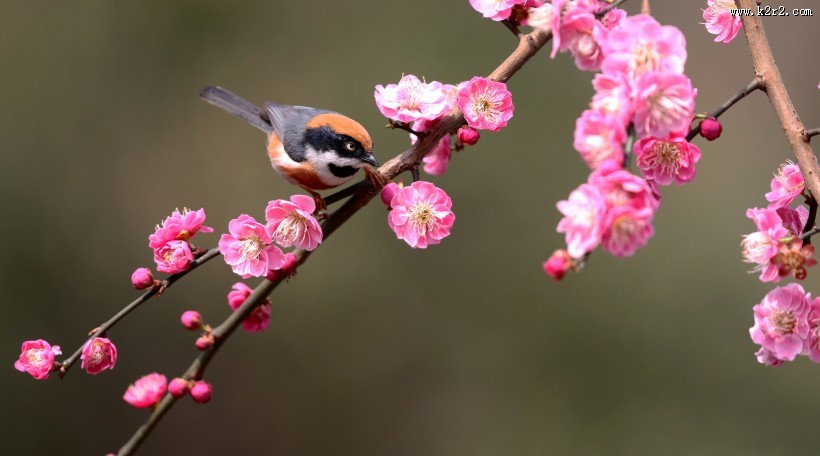 红头长尾山雀图片