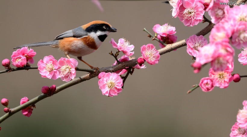红头长尾山雀图片