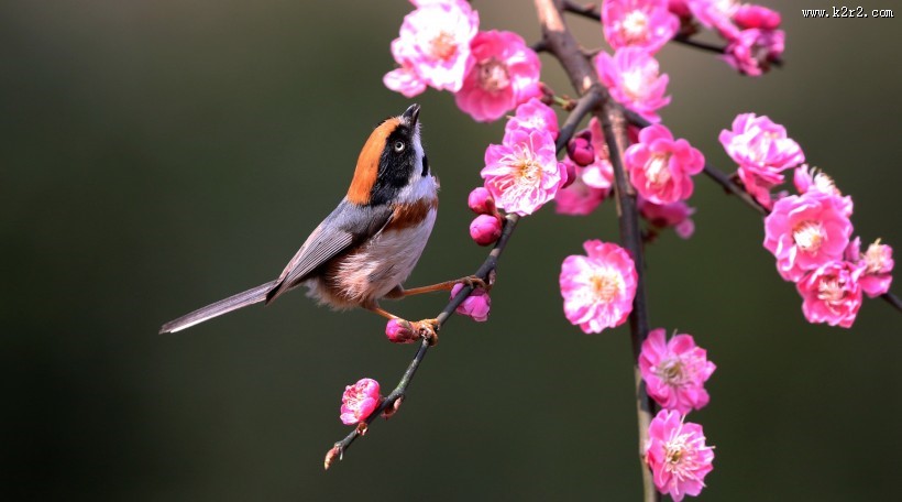 红头长尾山雀图片