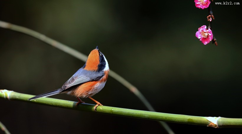 红头长尾山雀图片