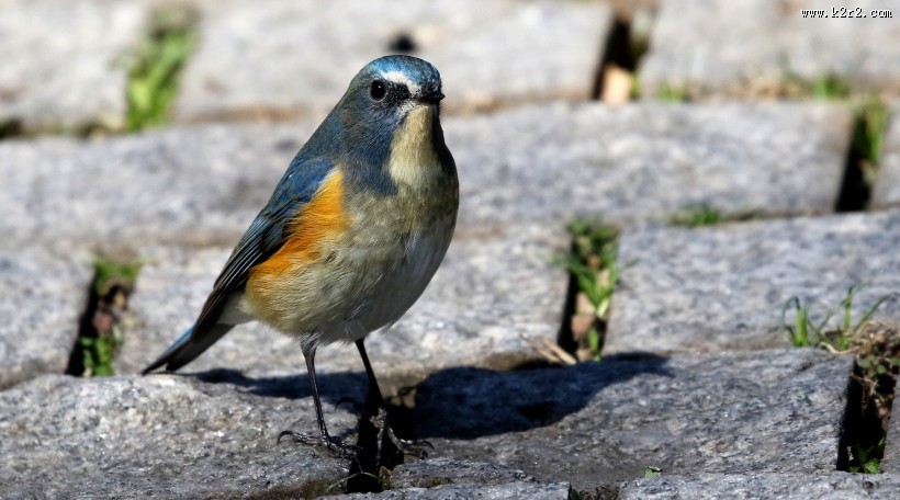红胁蓝尾鸲图片