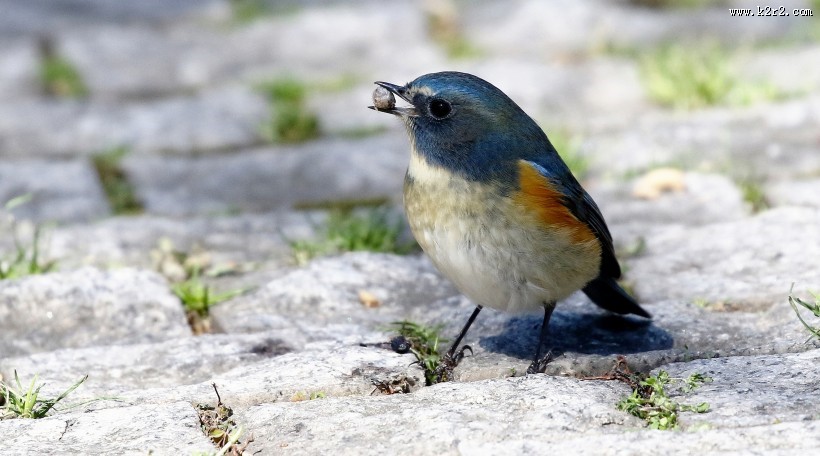 红胁蓝尾鸲图片