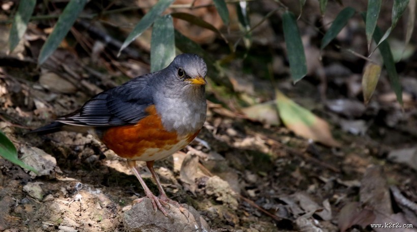 地鸫鸟图片大全