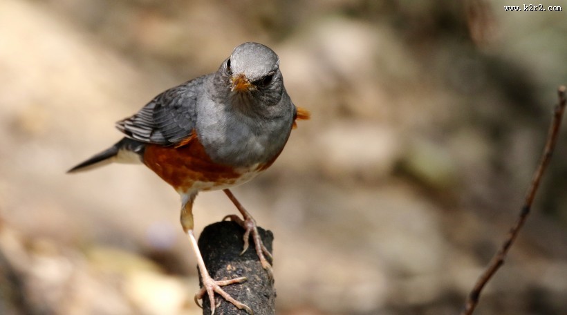 地鸫鸟图片大全