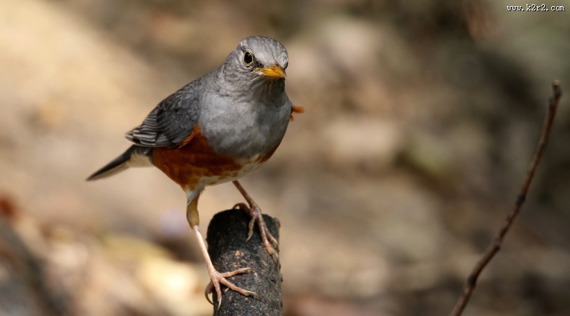地鸫鸟图片大全
