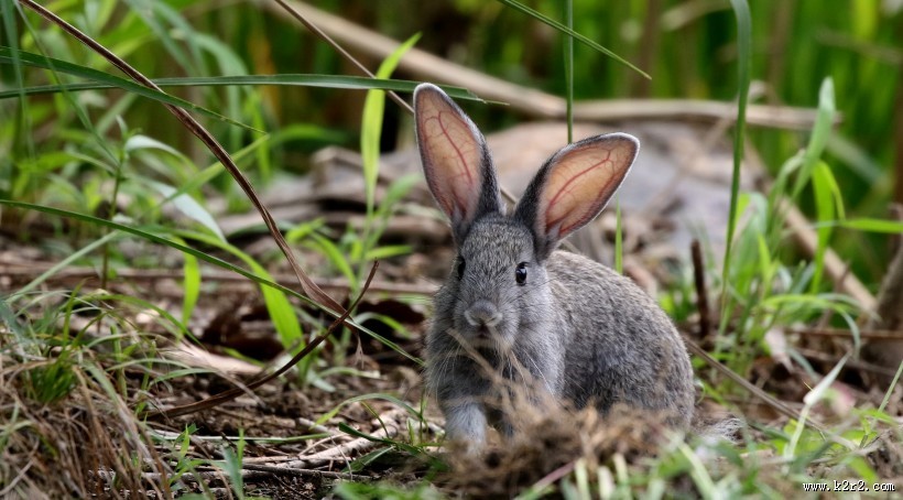 可爱的灰兔子图片