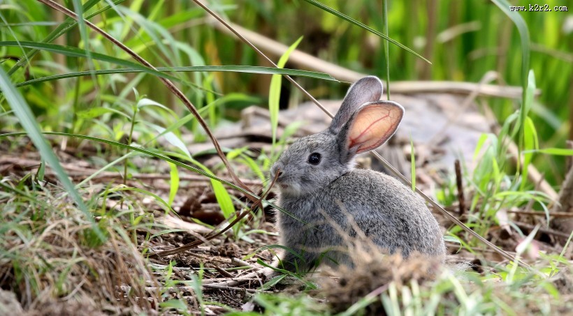 可爱的灰兔子图片