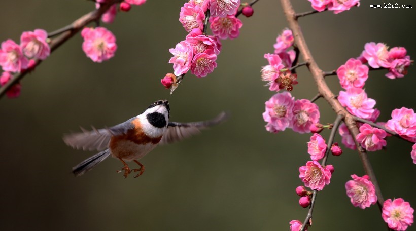 红头长尾山雀图片大全