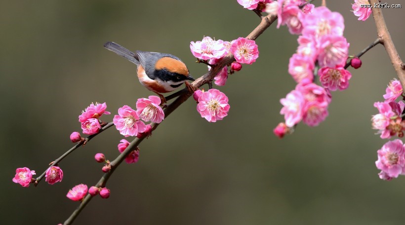 红头长尾山雀图片大全