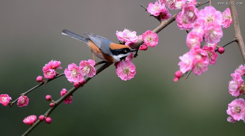红头长尾山雀图片大全
