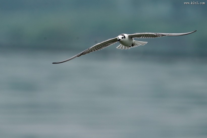 飞翔的须浮鸥图片