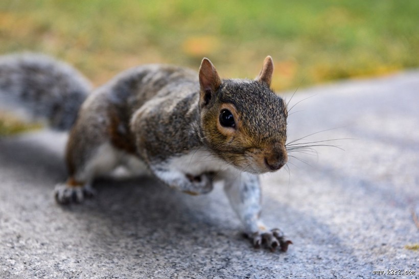 贪吃的小松鼠图片