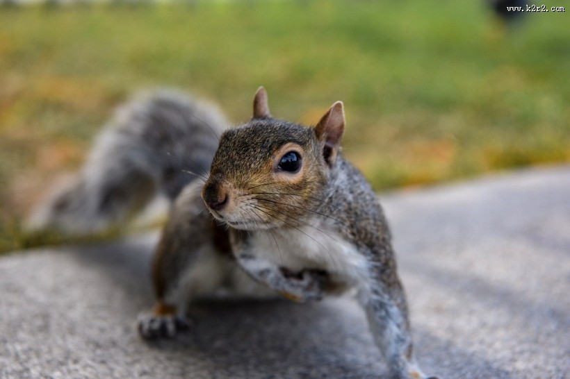 贪吃的小松鼠图片