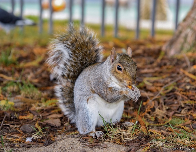 贪吃的小松鼠图片