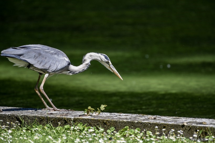 水边的苍鹭图片大全