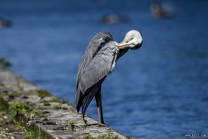 水边的苍鹭图片大全