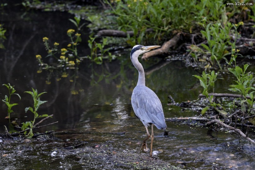 水边的苍鹭图片大全