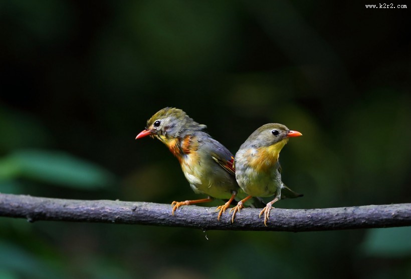 红嘴相思鸟图片大全