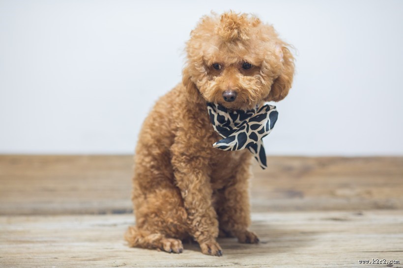 萌萌哒可爱泰迪狗狗图片大全