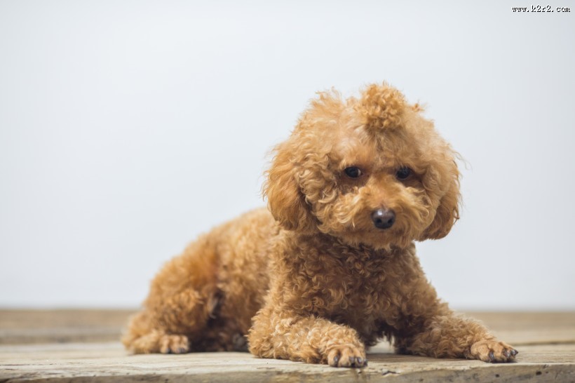 萌萌哒可爱泰迪狗狗图片大全