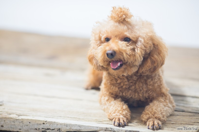 萌萌哒可爱泰迪狗狗图片大全