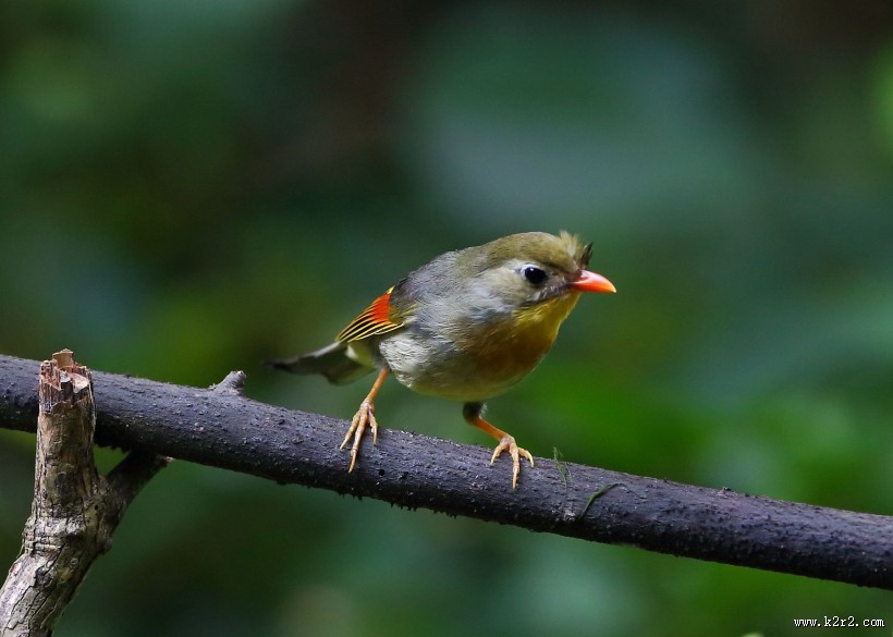 红嘴相思鸟图片