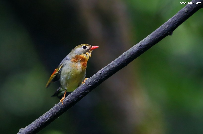 红嘴相思鸟图片