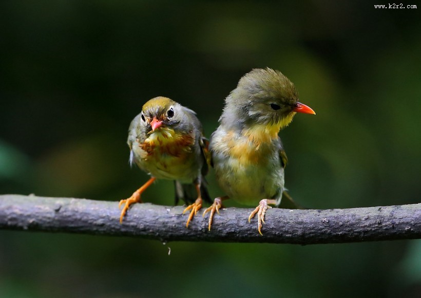 红嘴相思鸟图片