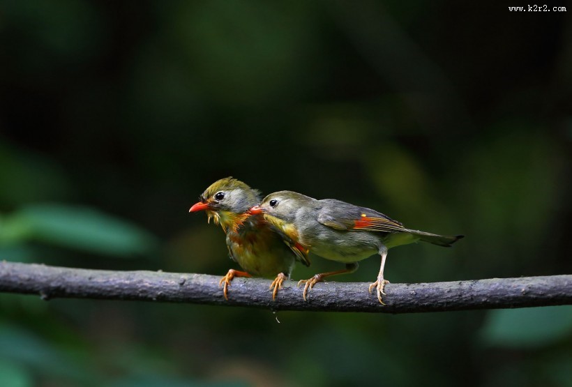红嘴相思鸟图片