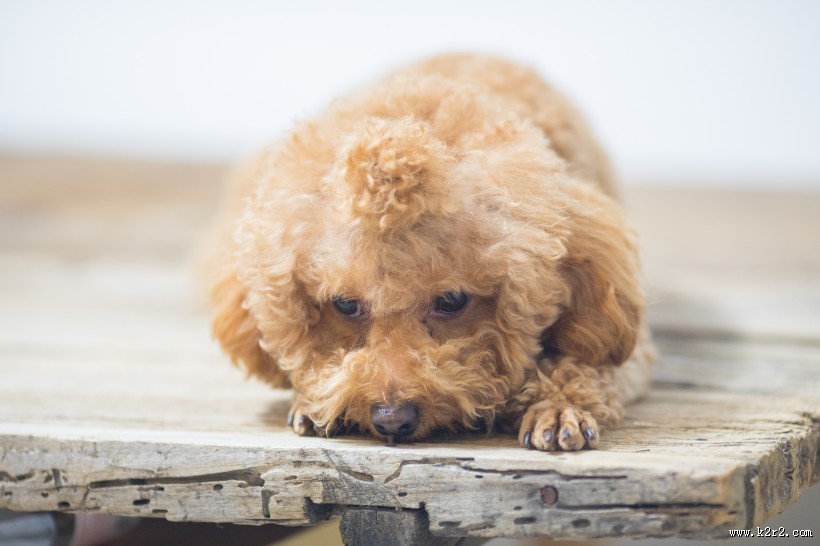 萌萌哒可爱泰迪狗狗图片