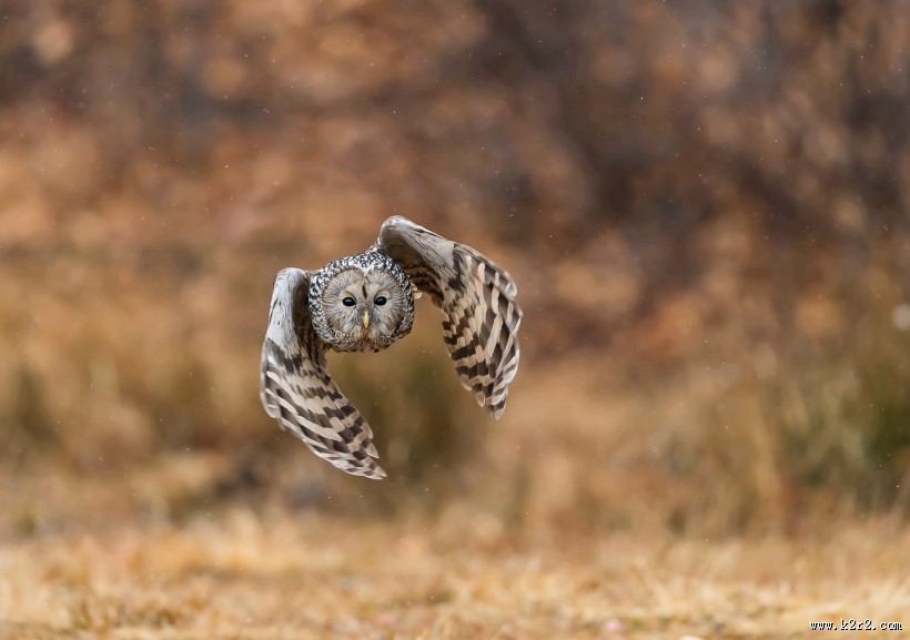 长尾林鸮图片大全