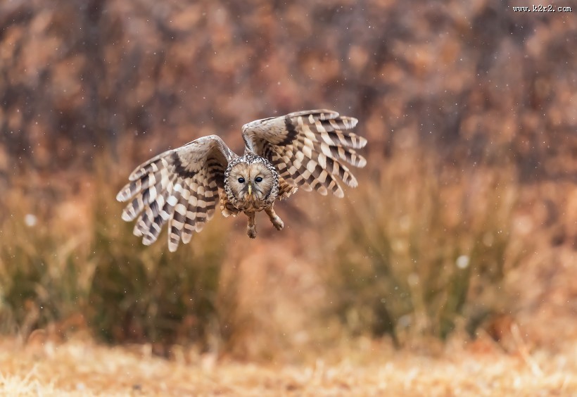 长尾林鸮图片大全